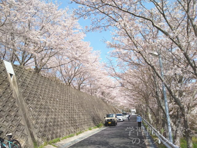 満開の桜＠大阪府河内長野市某所